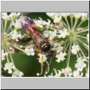 Gorytes laticinctus - Grabwespe w01c 11mm - OS-Hellern Waldwiese det.jpg